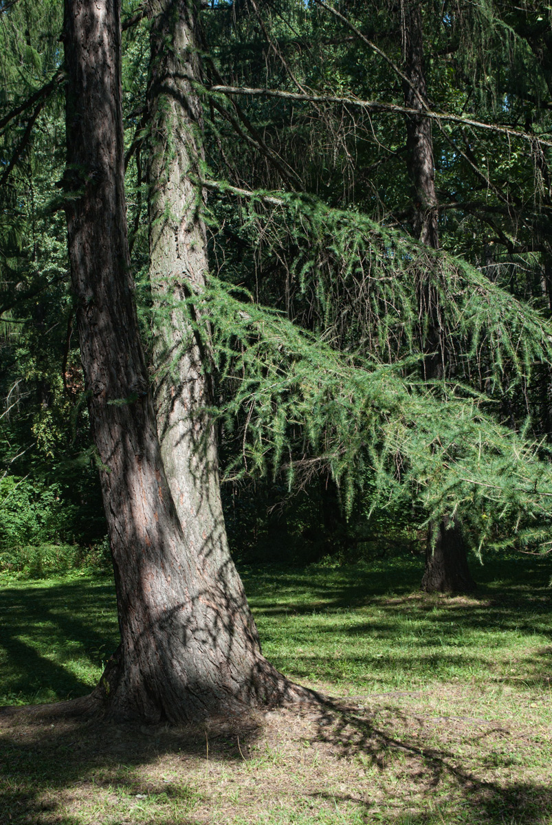 Image of Larix laricina specimen.