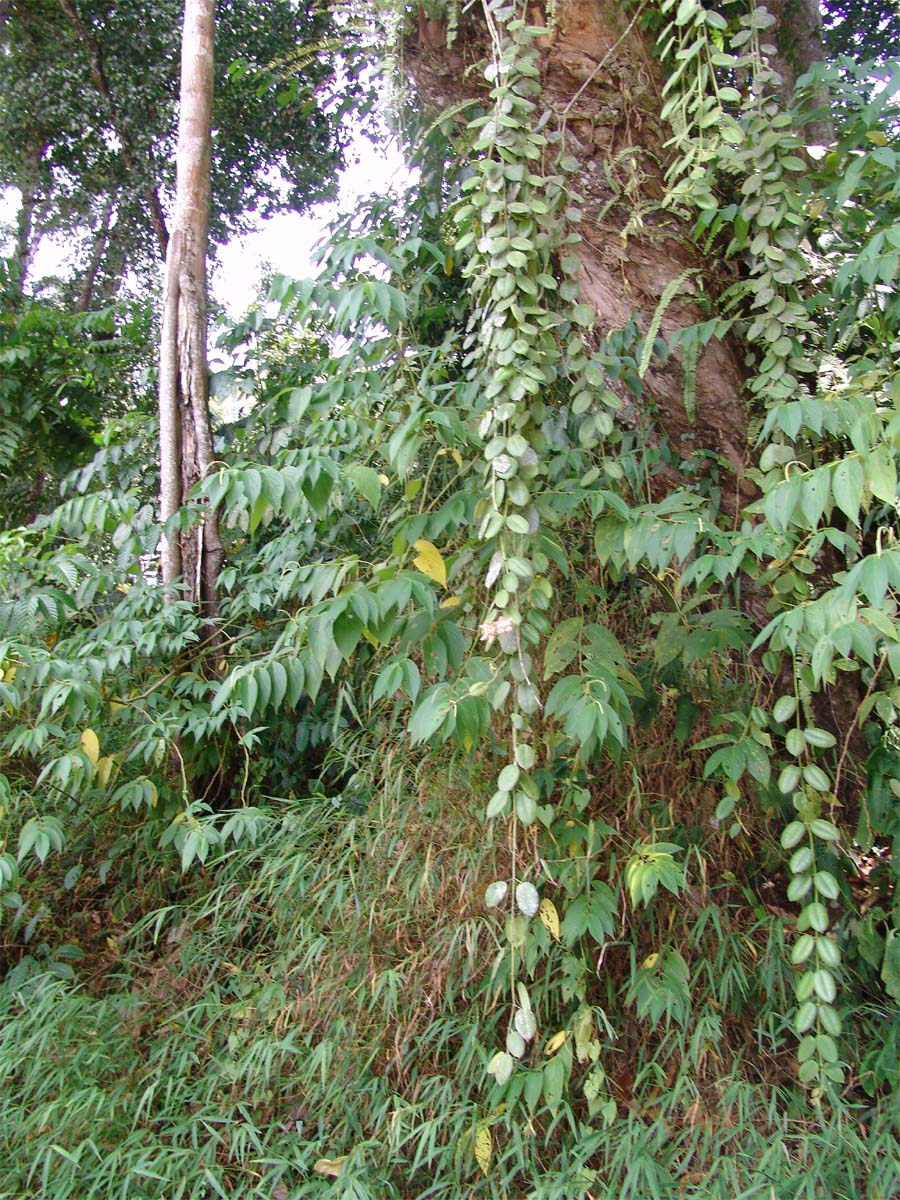 Image of Hoya ruthiae specimen.