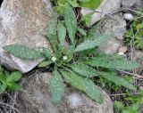 Anchusa aegyptiaca. Цветущее растение. Республика Кипр, окр. г. Ларнака (Λάρνακα), невысокое каменистое плато. 27.01.2019.