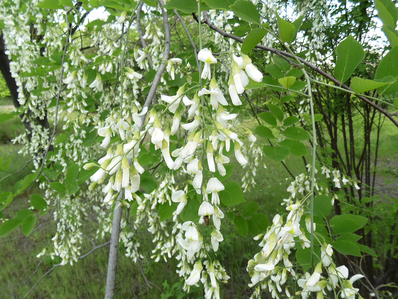 Изображение особи Cladrastis kentukea.