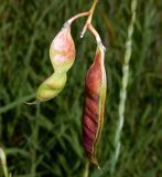 Robinia pseudoacacia