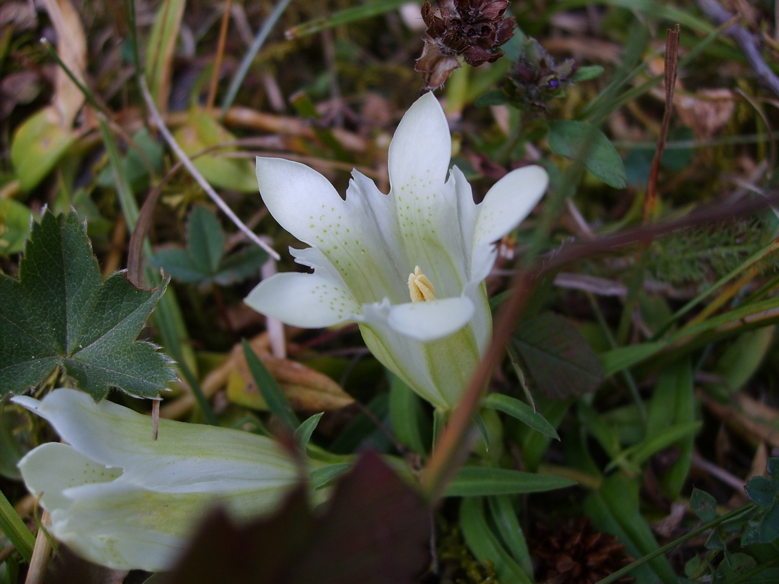 Image of Gentiana gelida specimen.