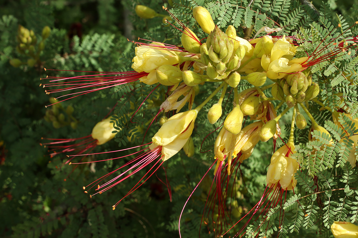 Изображение особи Caesalpinia gilliesii.