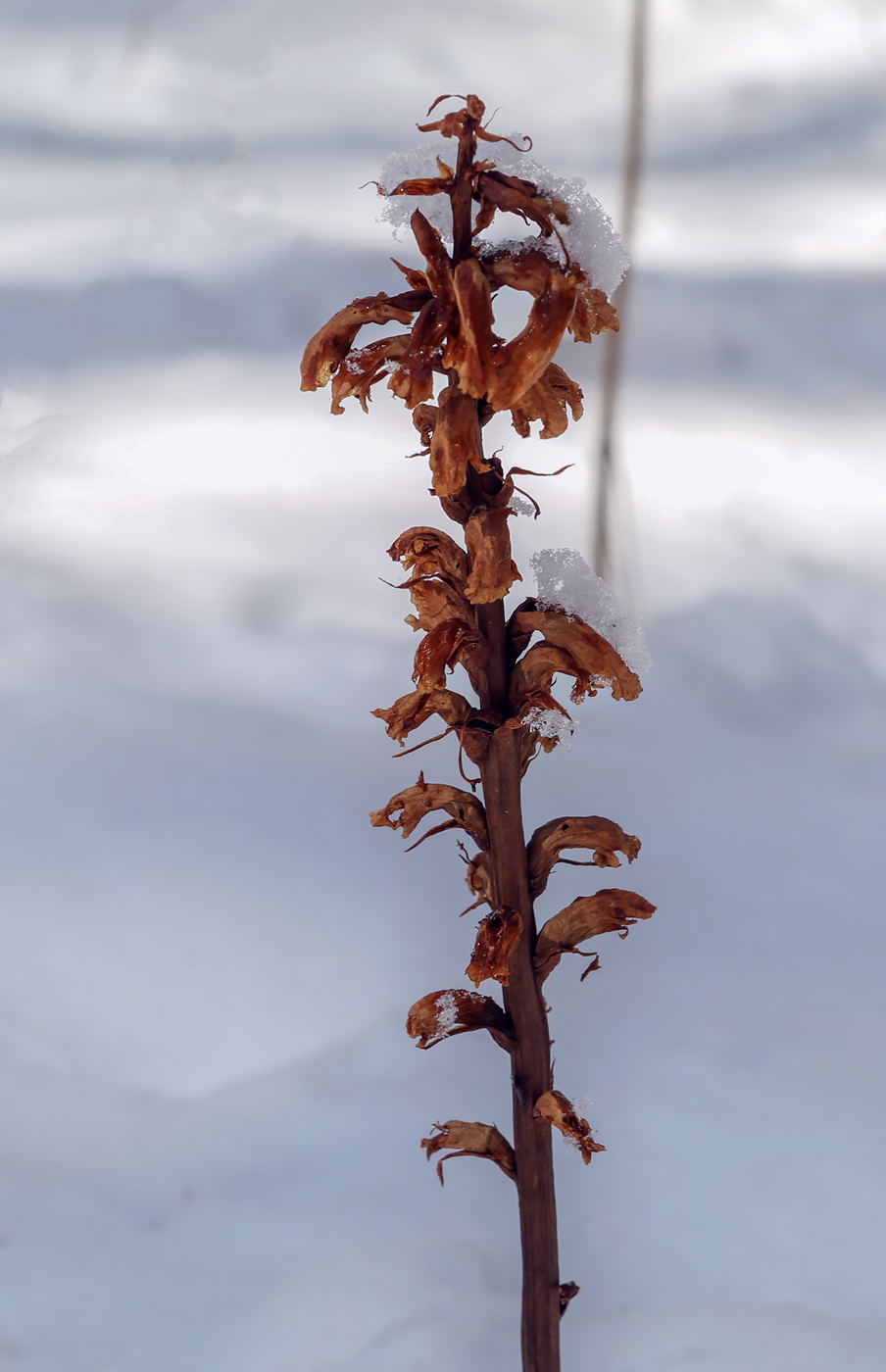 Image of genus Orobanche specimen.