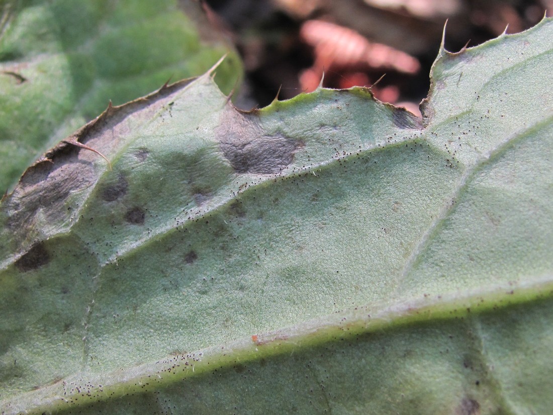 Image of Cirsium sychnosanthum specimen.