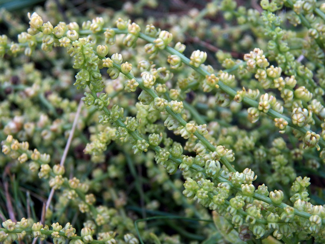 Image of Beta trigyna specimen.