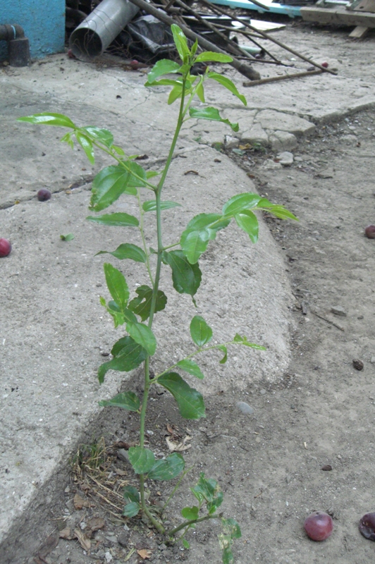 Image of Ziziphus jujuba specimen.