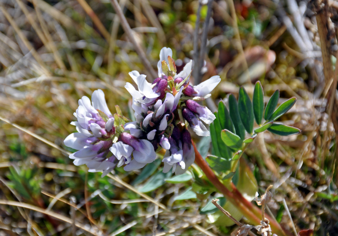 Image of Astragalus norvegicus specimen.