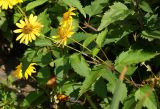 Heliopsis subspecies scabra