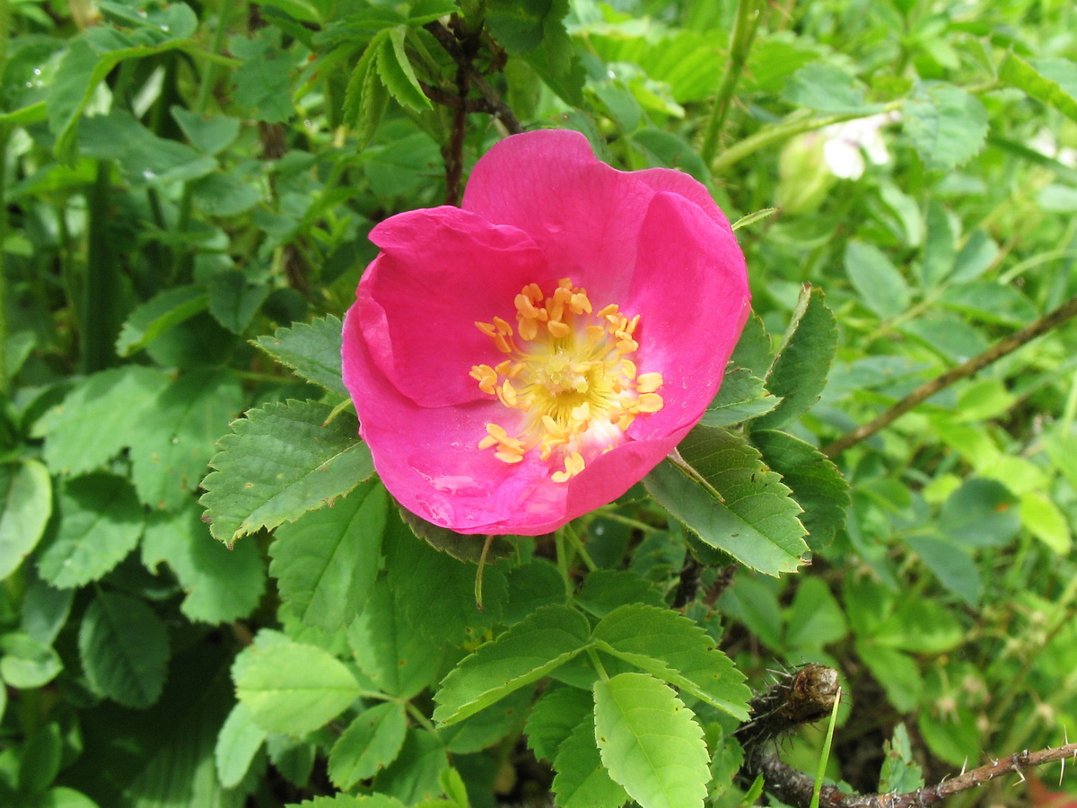 Image of Rosa acicularis specimen.