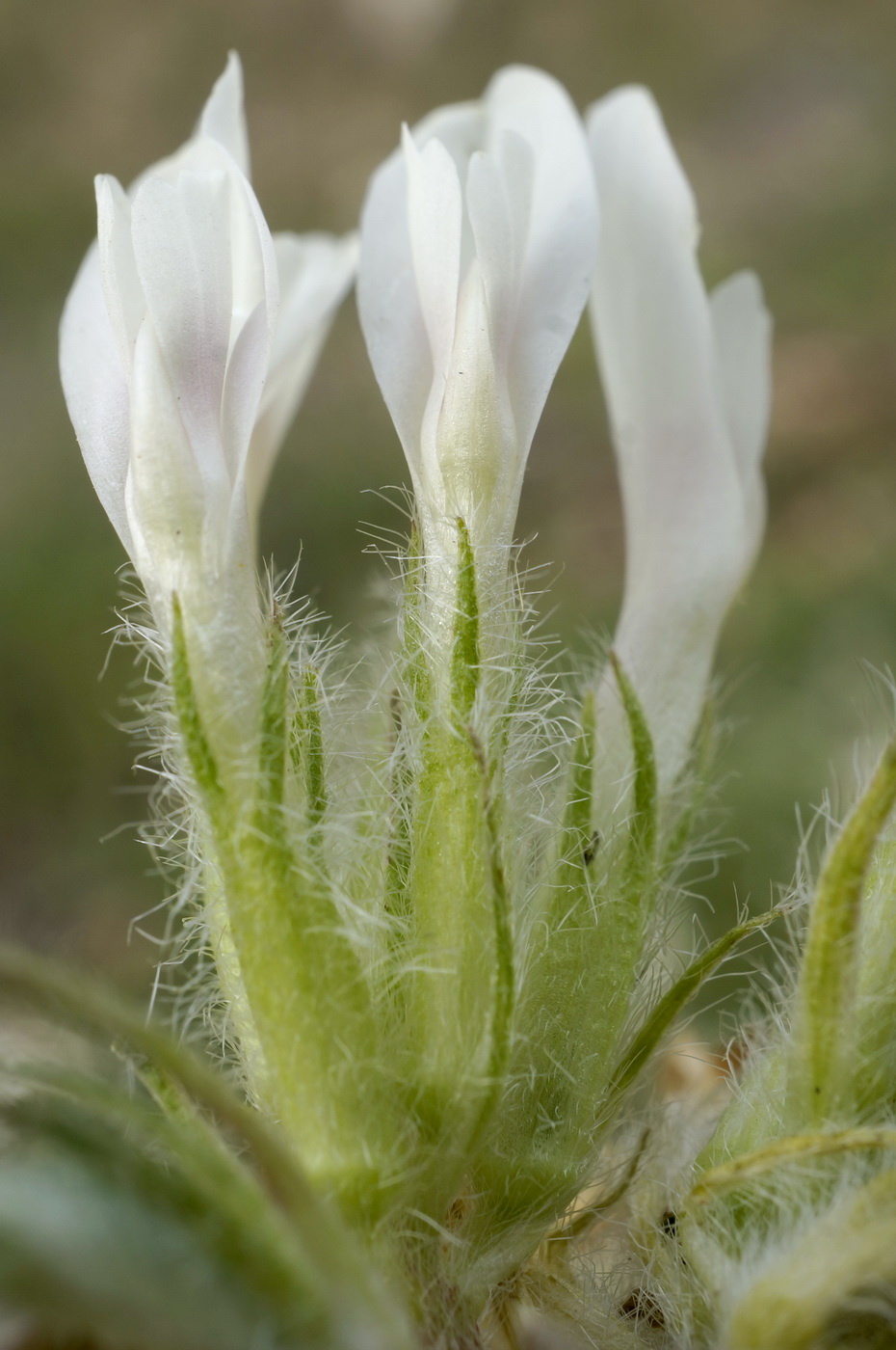 Image of Astragalus dolichophyllus specimen.