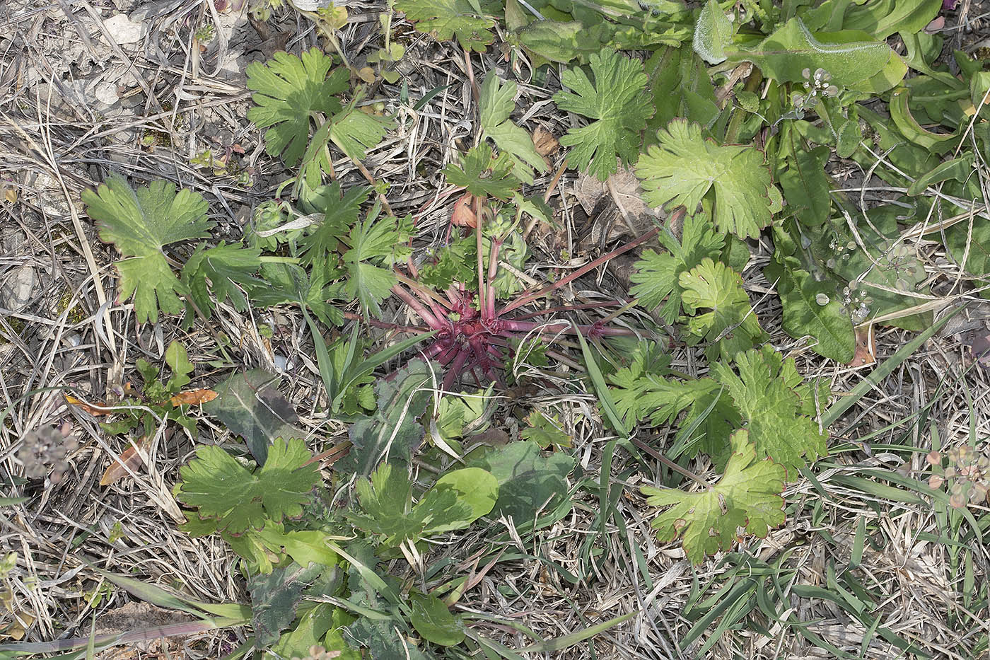 Изображение особи Geranium rotundifolium.