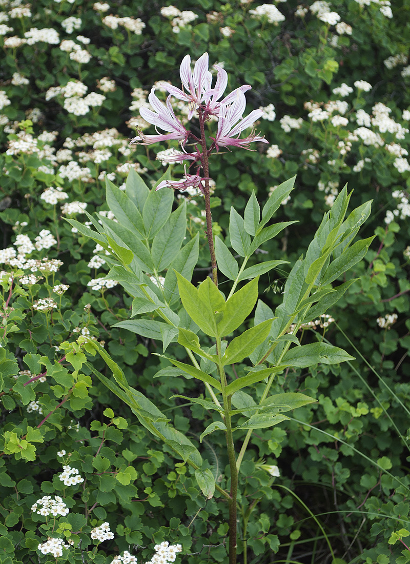 Image of Dictamnus angustifolius specimen.