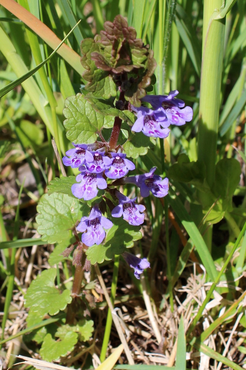 Image of Glechoma hederacea specimen.