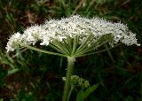 Heracleum moellendorffii