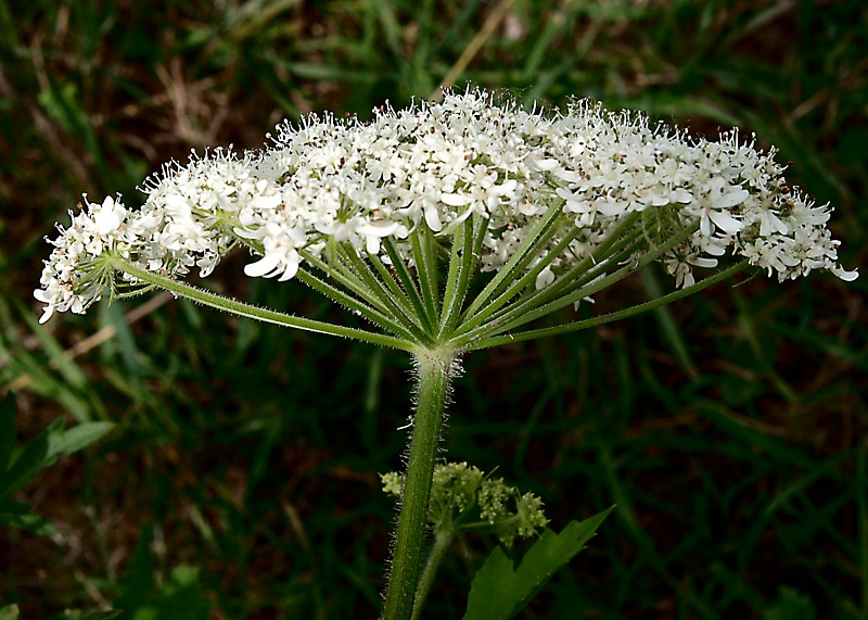 Image of Heracleum moellendorffii specimen.