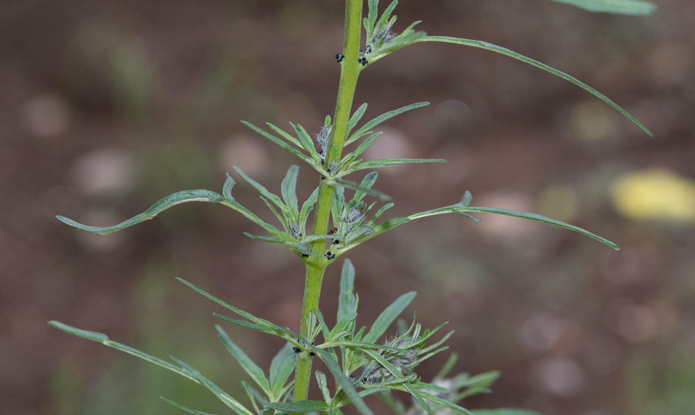 Image of Sesamum triphyllum specimen.