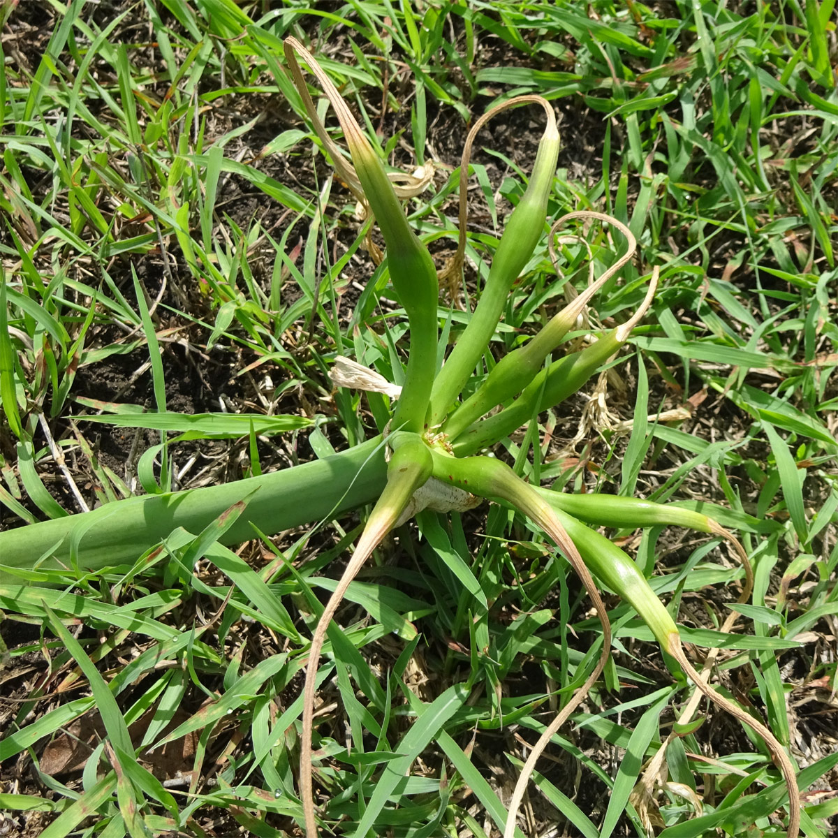 Изображение особи Crinum macowanii.