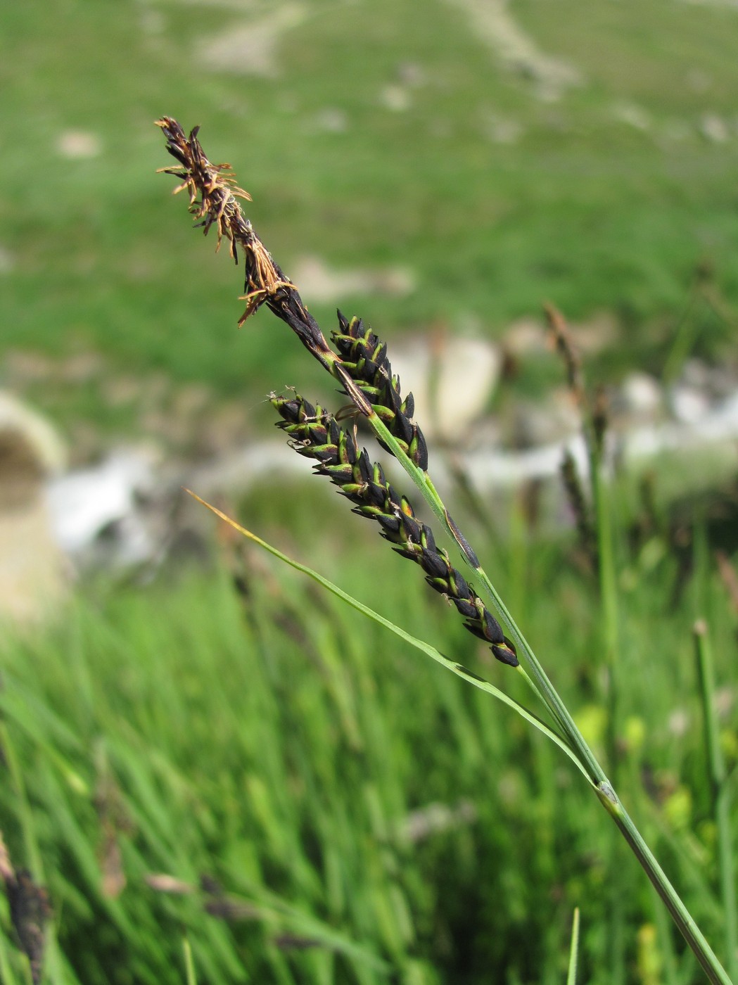 Изображение особи Carex transcaucasica.