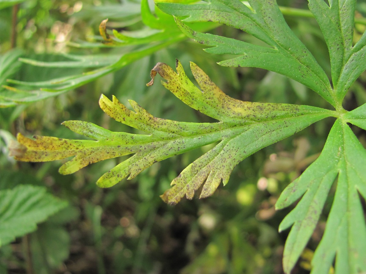 Изображение особи Aconitum nasutum.