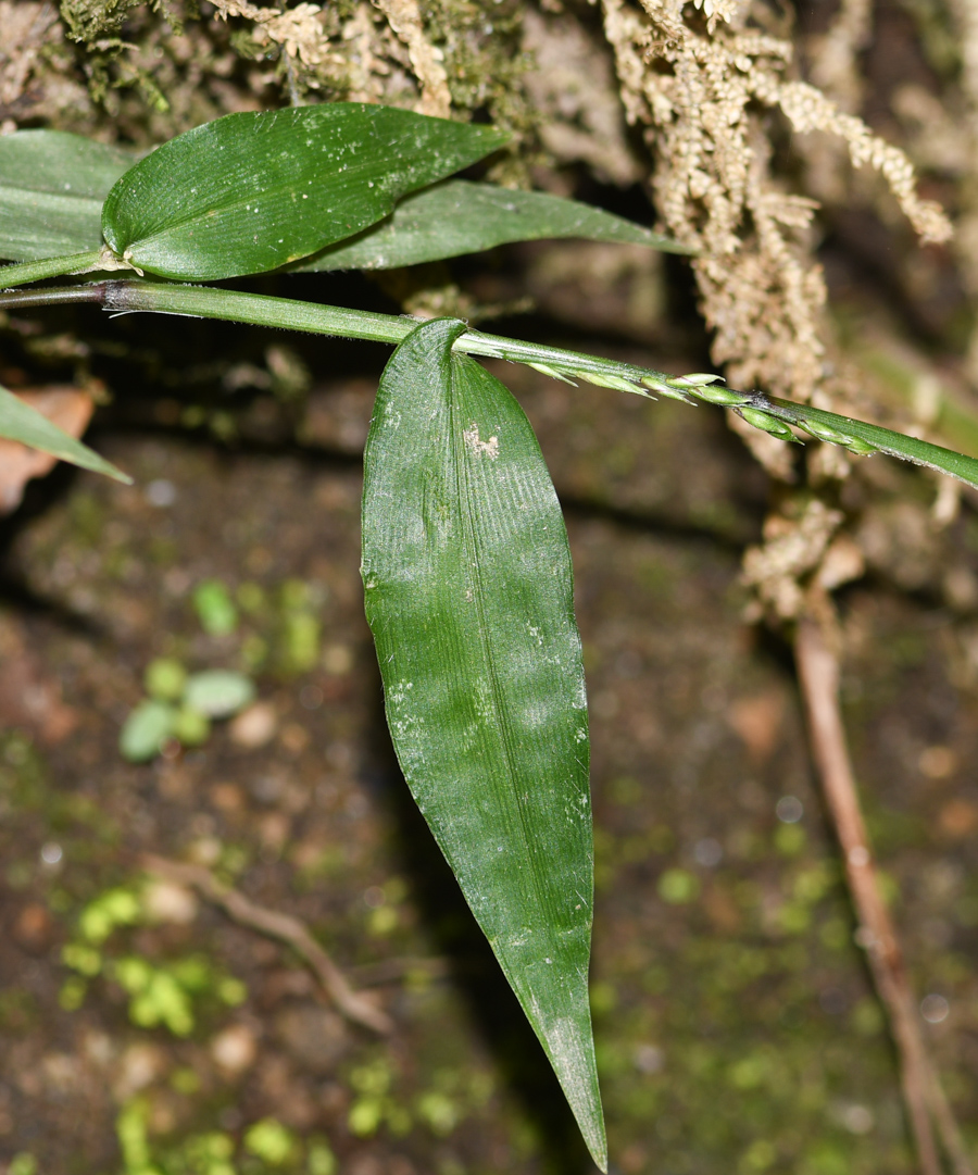 Image of Oplismenus compositus specimen.