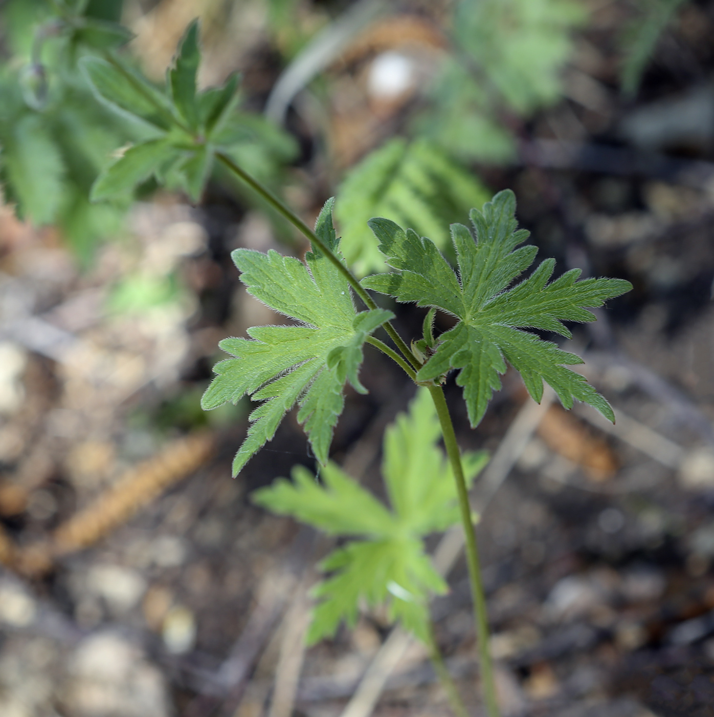 Изображение особи Geranium igoschinae.