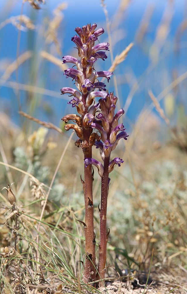 Изображение особи Orobanche cumana.