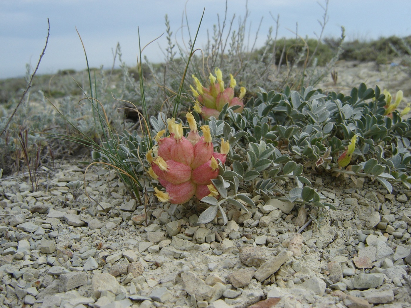 Изображение особи Astragalus calycinus.