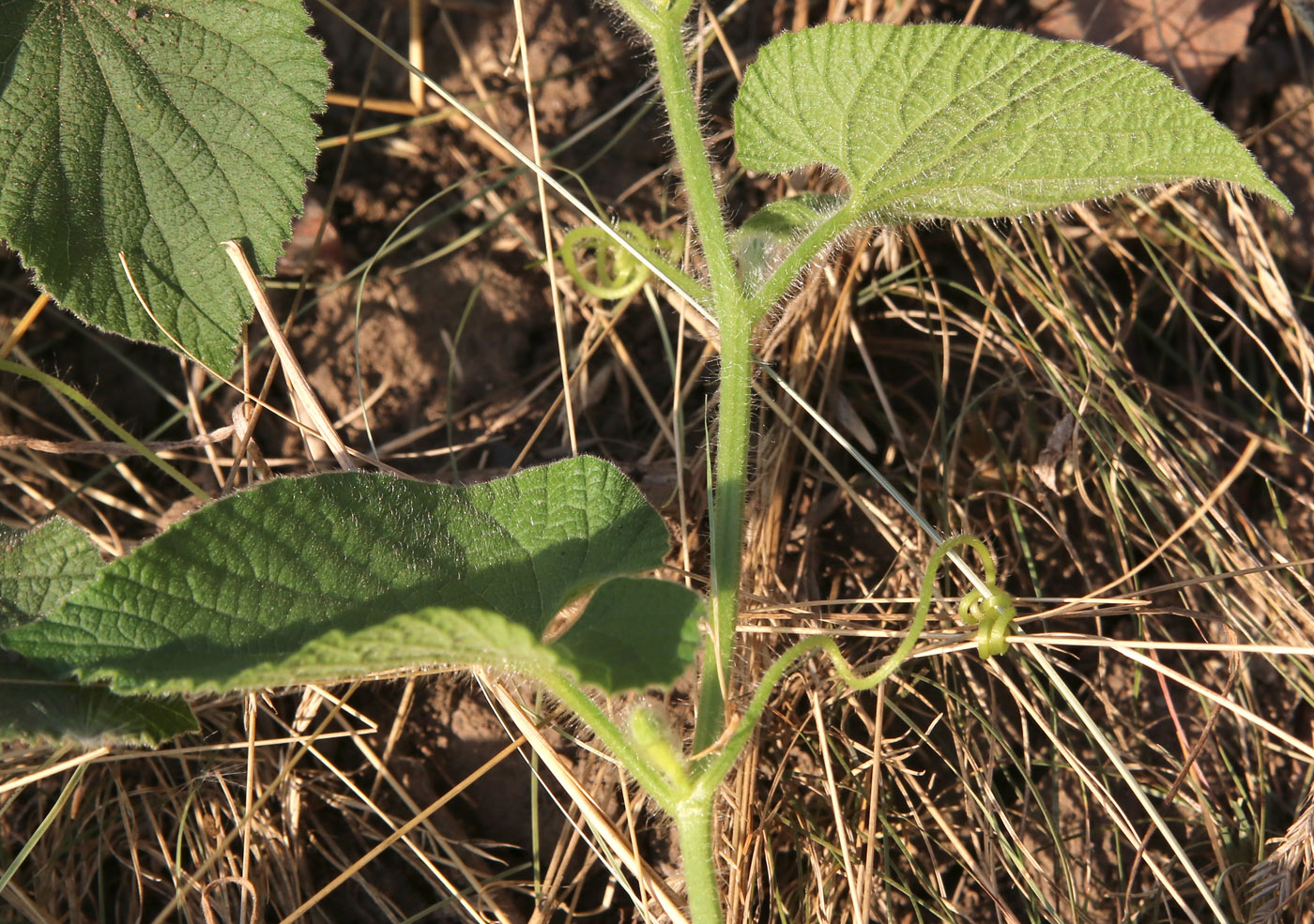 Image of Thladiantha dubia specimen.