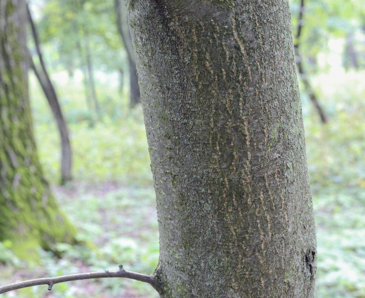 Изображение особи Sorbus austriaca.