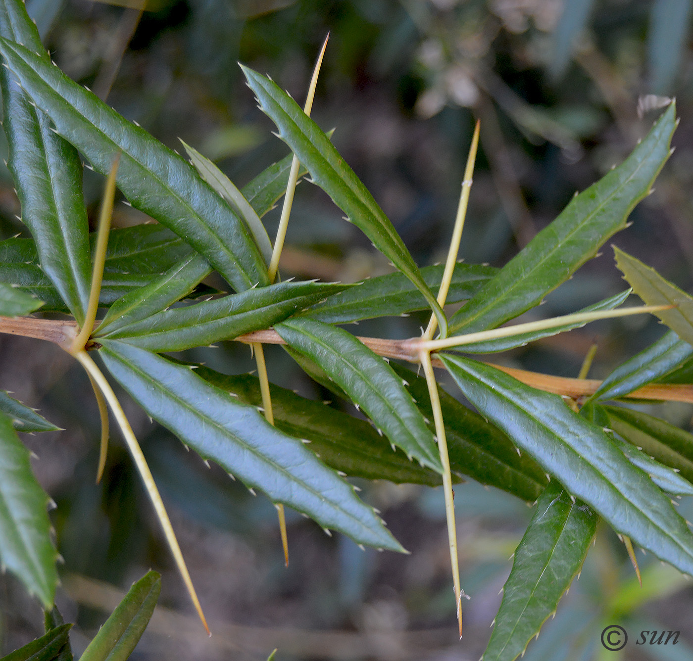 Image of Berberis gagnepainii var. lanceifolium specimen.