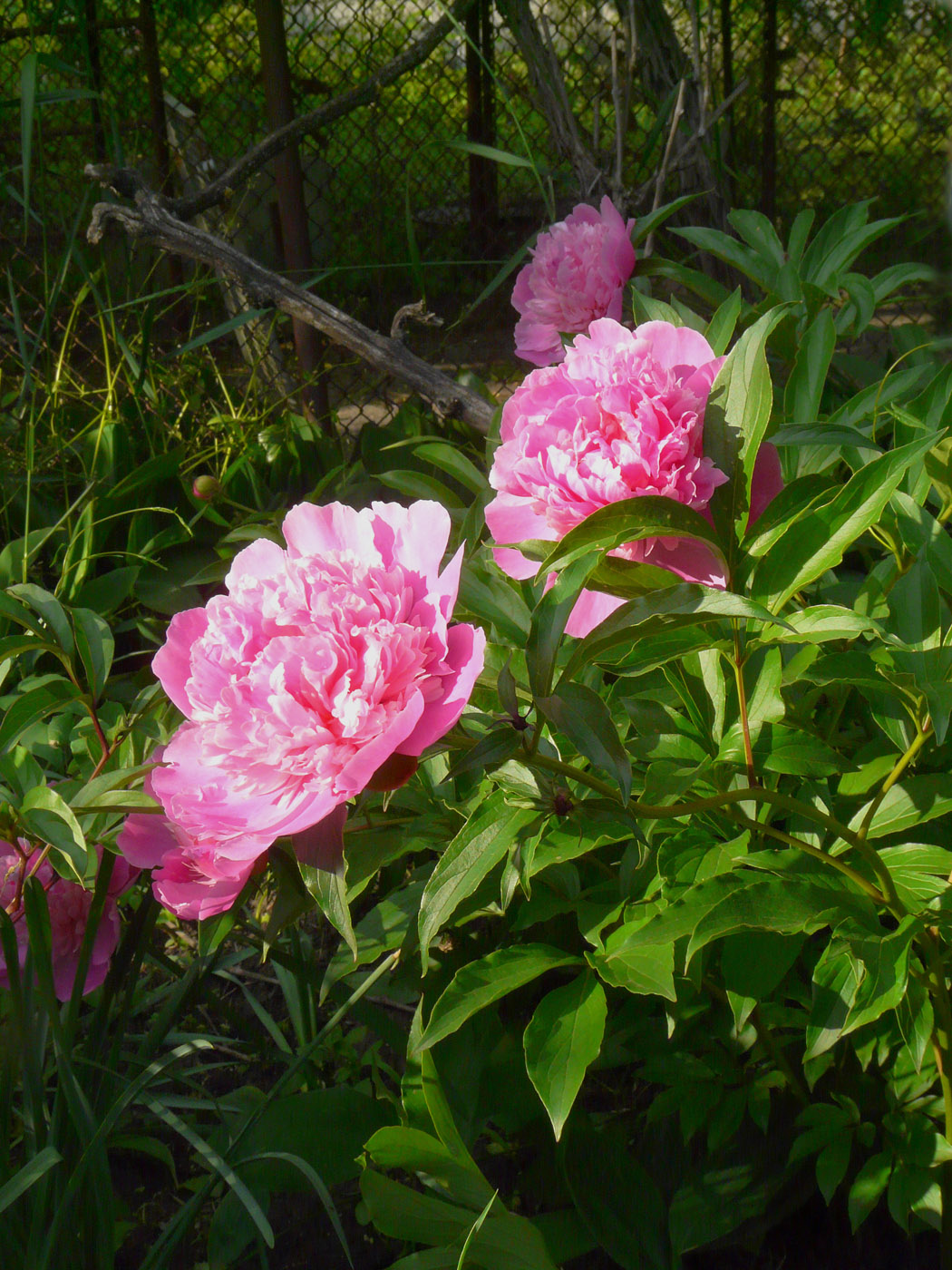 Image of Paeonia lactiflora specimen.