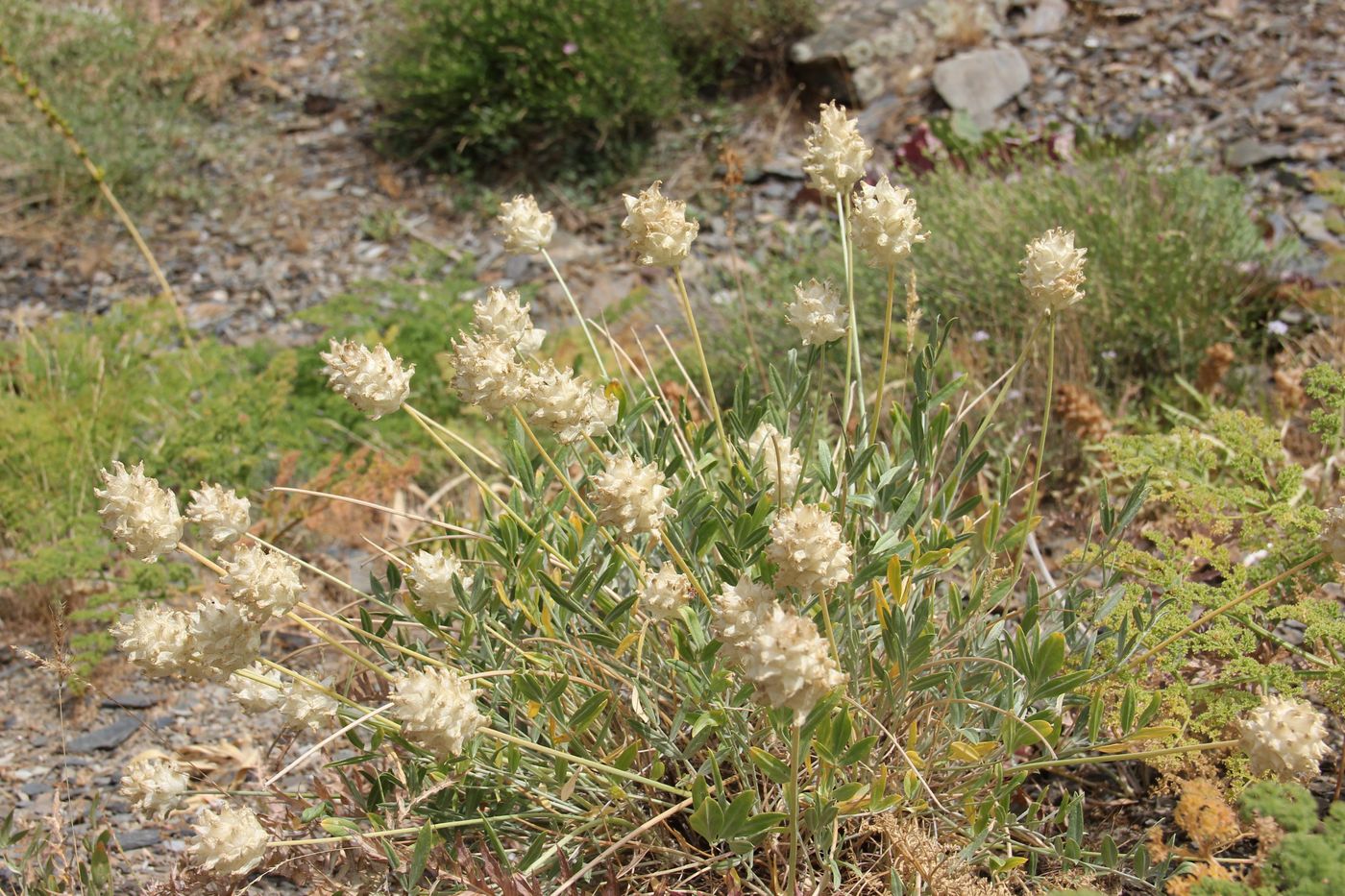 Изображение особи Astragalus nobilis.