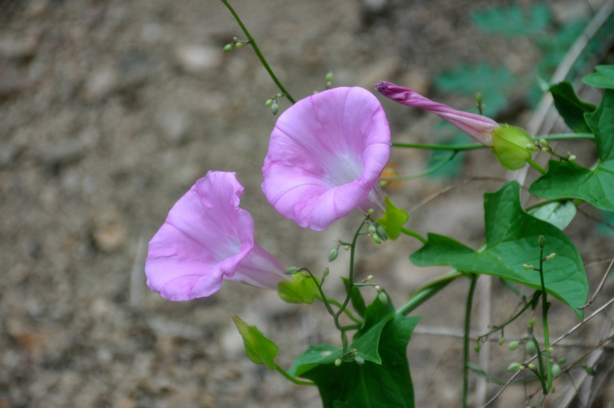 Image of Calystegia inflata specimen.