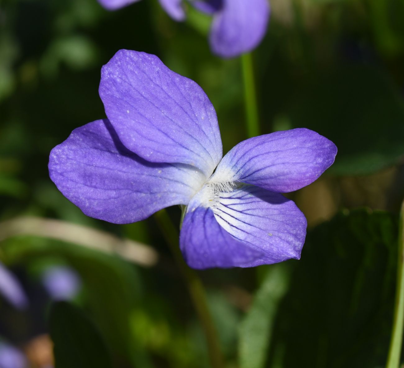 Image of genus Viola specimen.