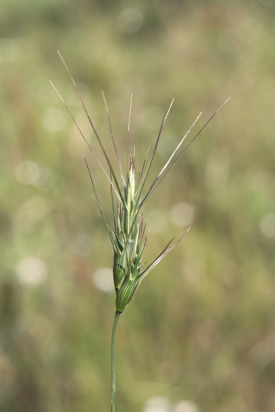 Image of Aegilops peregrina specimen.