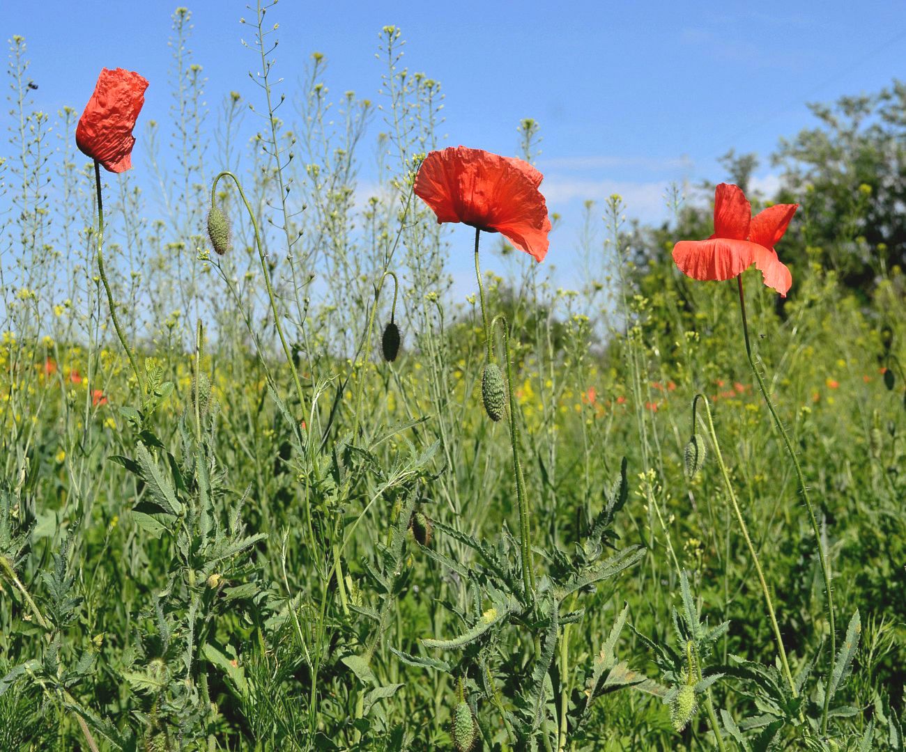 Image of Papaver rhoeas specimen.