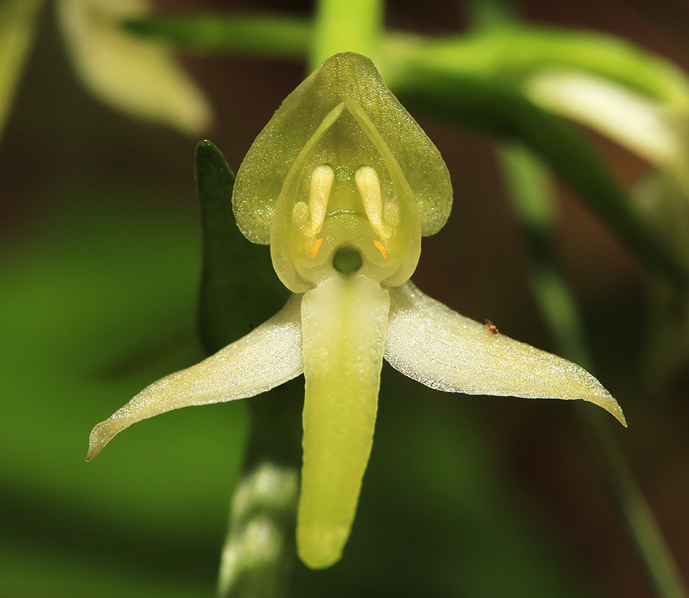 Image of Platanthera &times; mixta specimen.