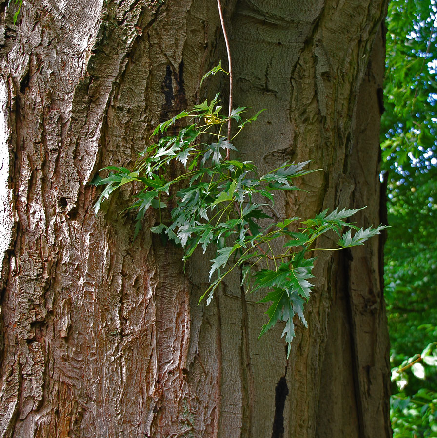 Image of Acer saccharinum specimen.