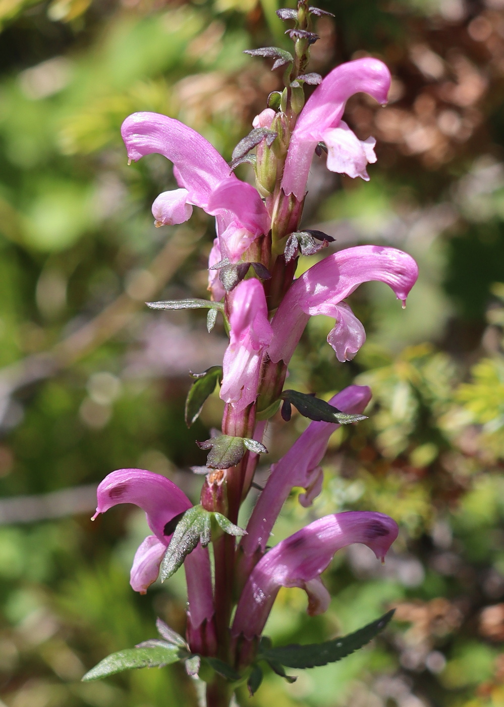 Изображение особи Pedicularis elata.