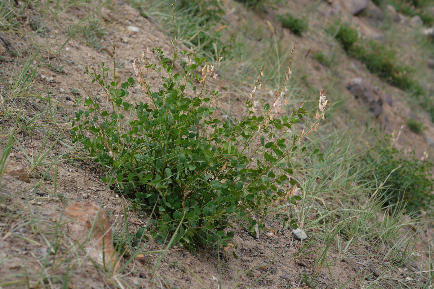 Изображение особи Hedysarum flavescens.