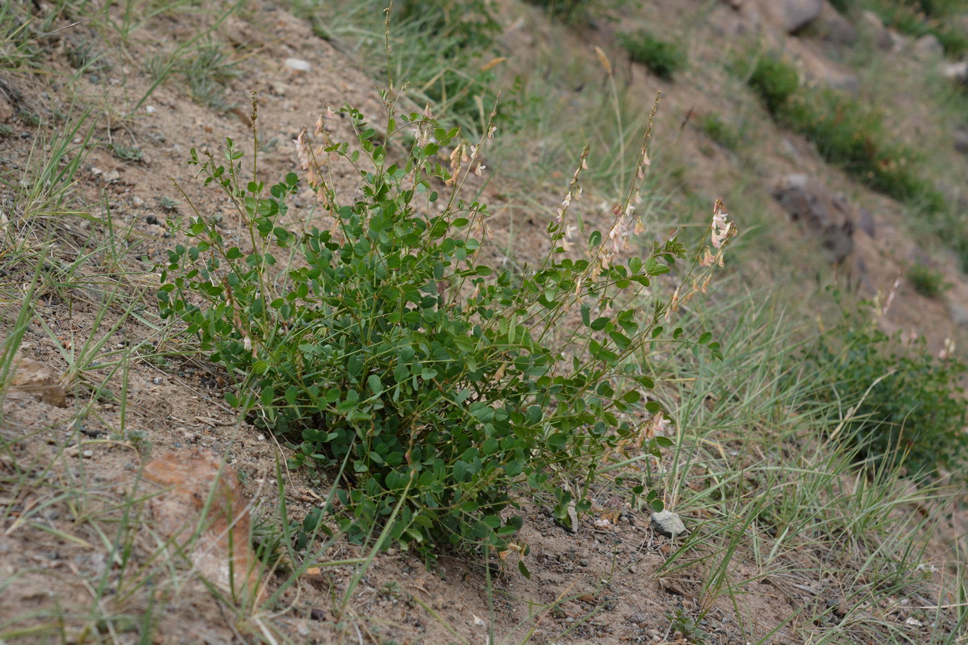 Image of Hedysarum flavescens specimen.