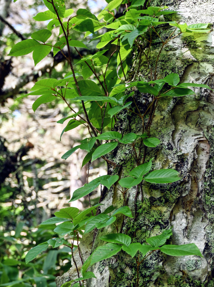 Изображение особи Toxicodendron orientale.