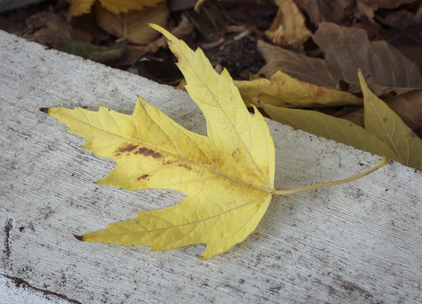 Image of Acer saccharinum specimen.