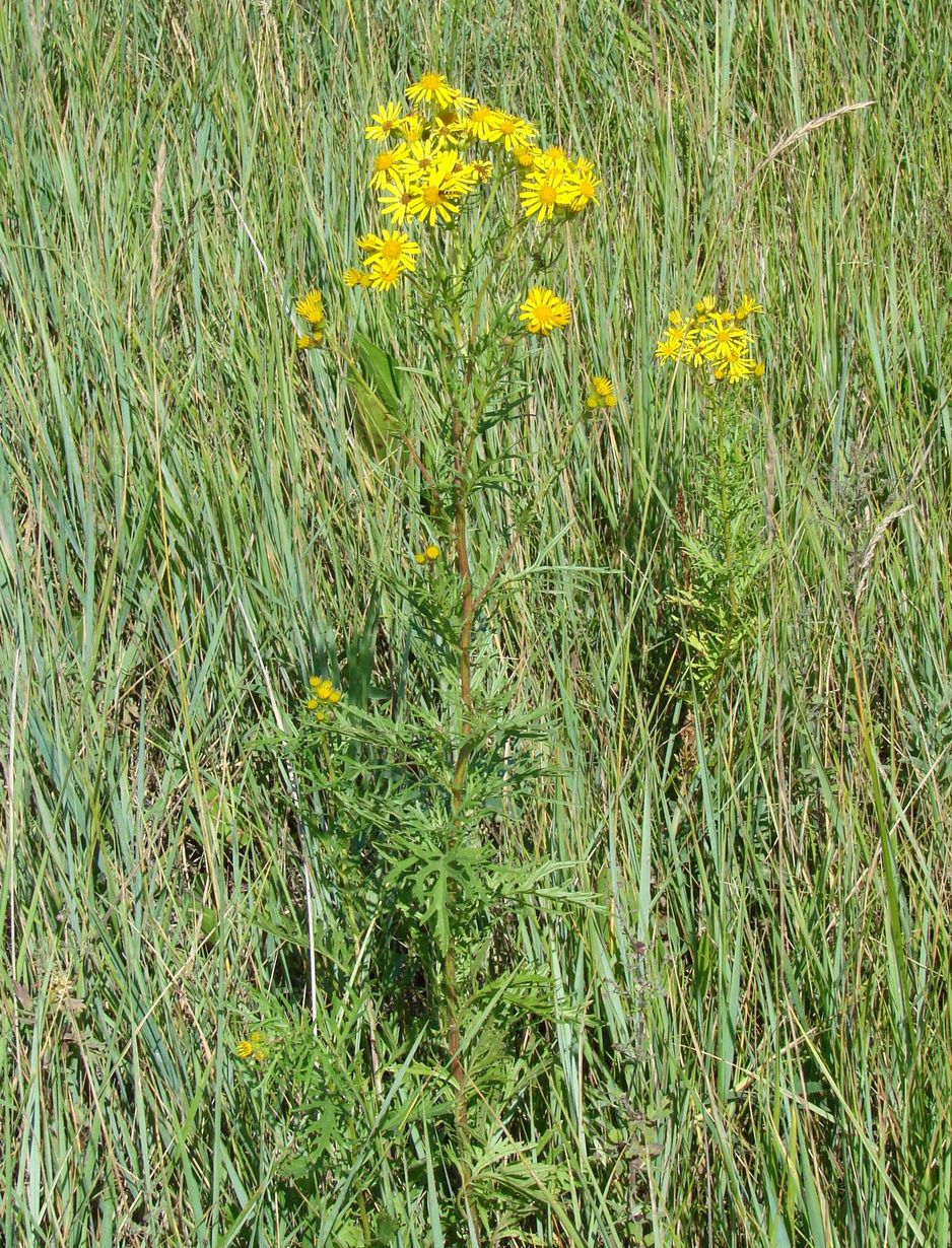 Image of Senecio erucifolius specimen.