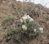 Astragalus rupifragus