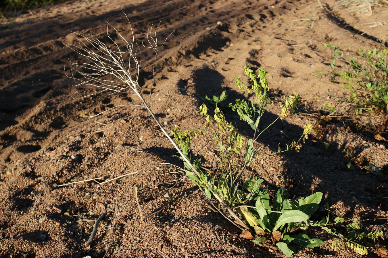 Image of Isatis tinctoria specimen.