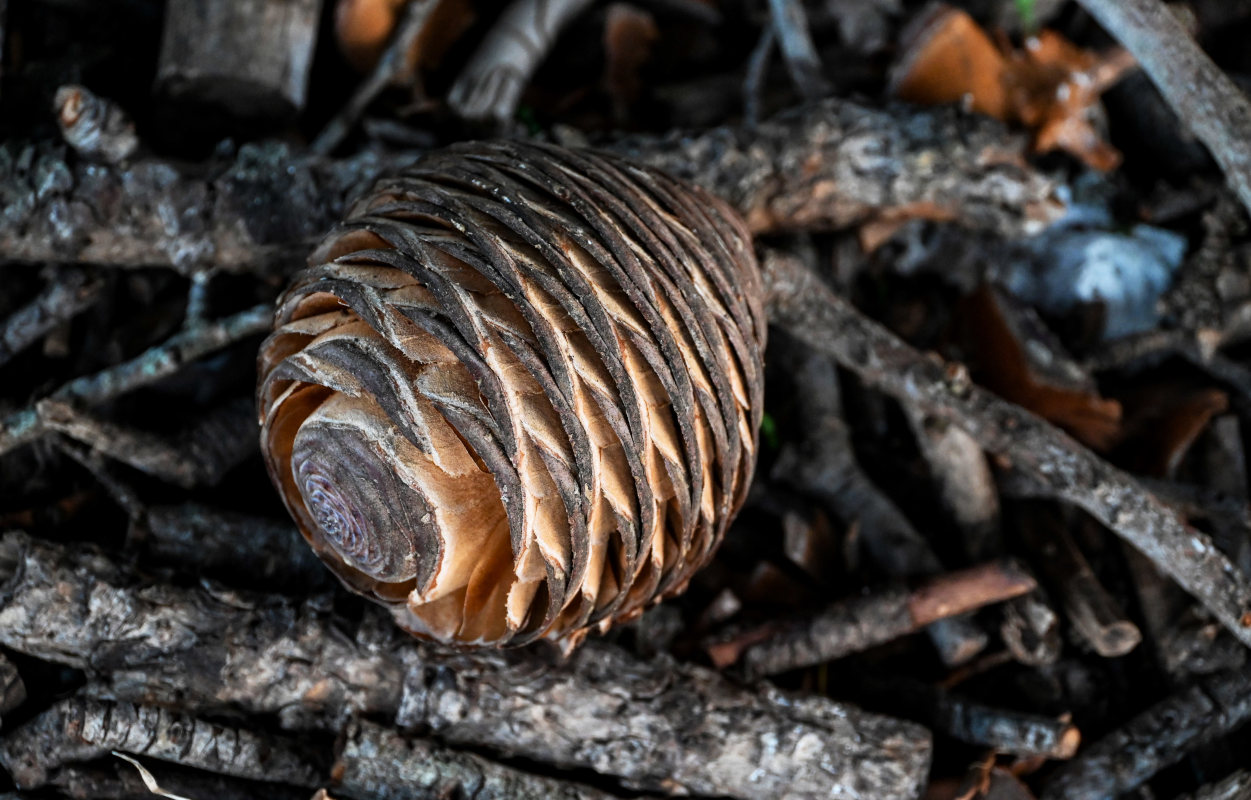 Image of Cedrus atlantica specimen.