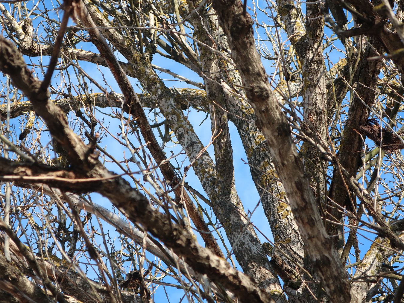 Image of genus Populus specimen.