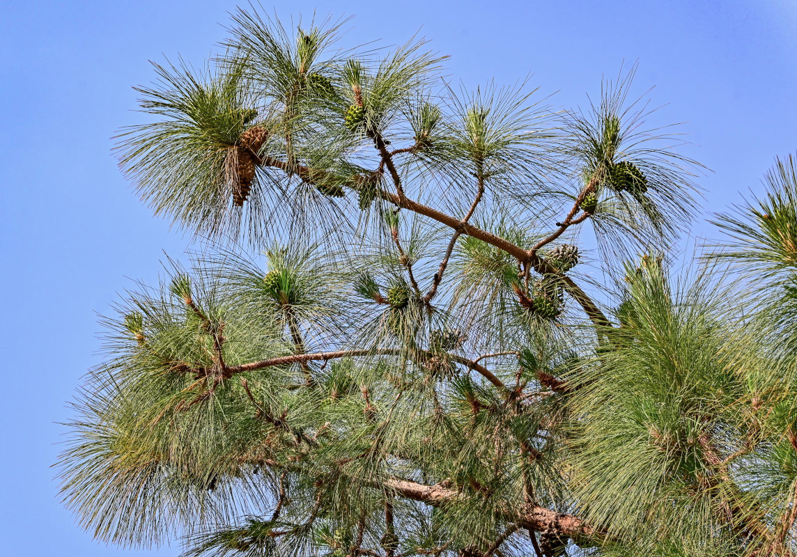 Изображение особи Pinus canariensis.